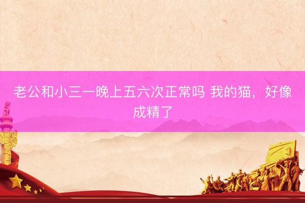 老公和小三一晚上五六次正常吗 我的猫，好像成精了